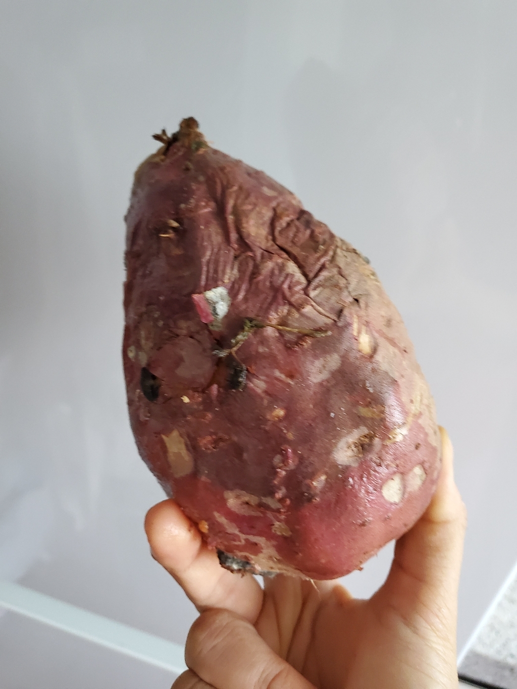 맛있는 꿀고구마 못난이 고구마