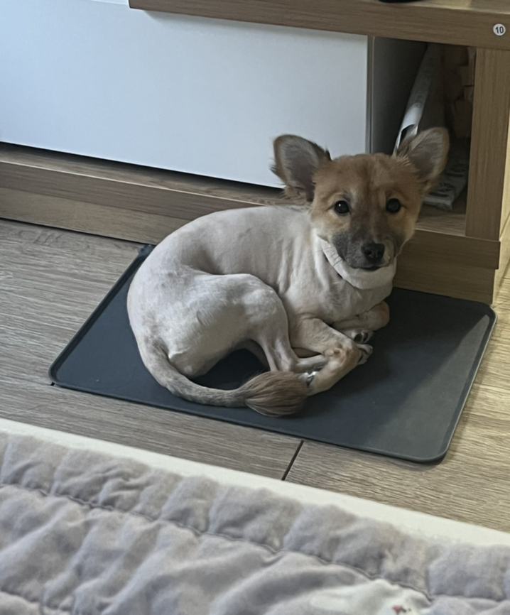 오염방지 반려동물 식기매트 4730