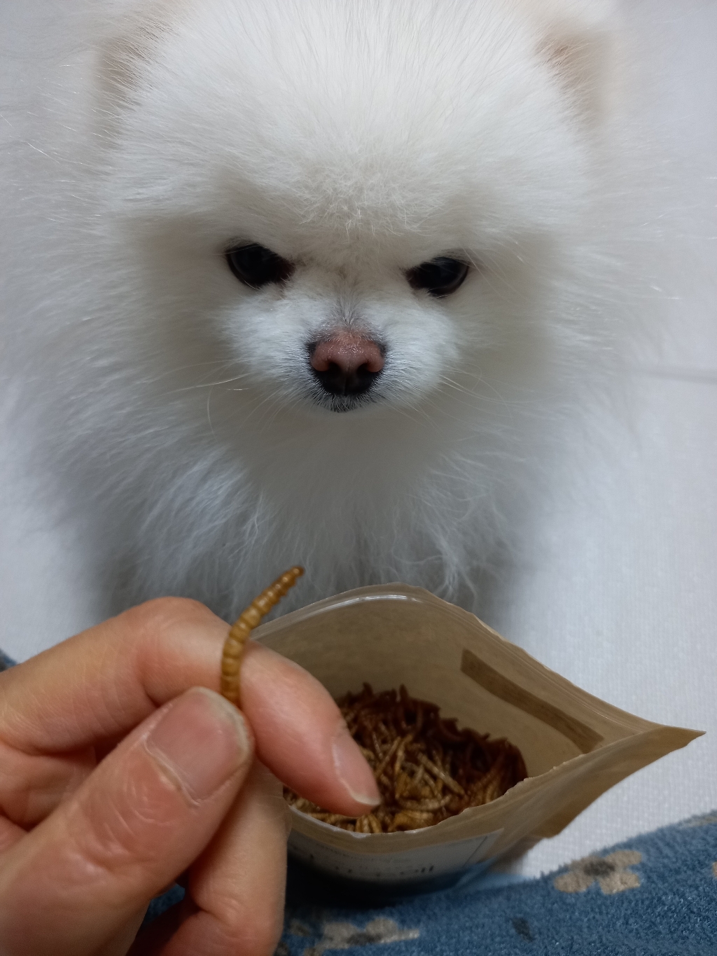 참고소애 건조밀웜 식용곤충