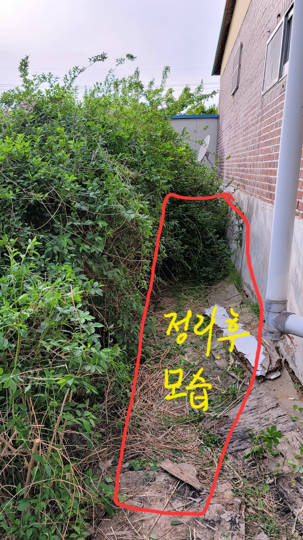 충전식 무선 전동 전지 가위 휴대용 가지치기 원예가위 꽃가위 나무 다목적 전정