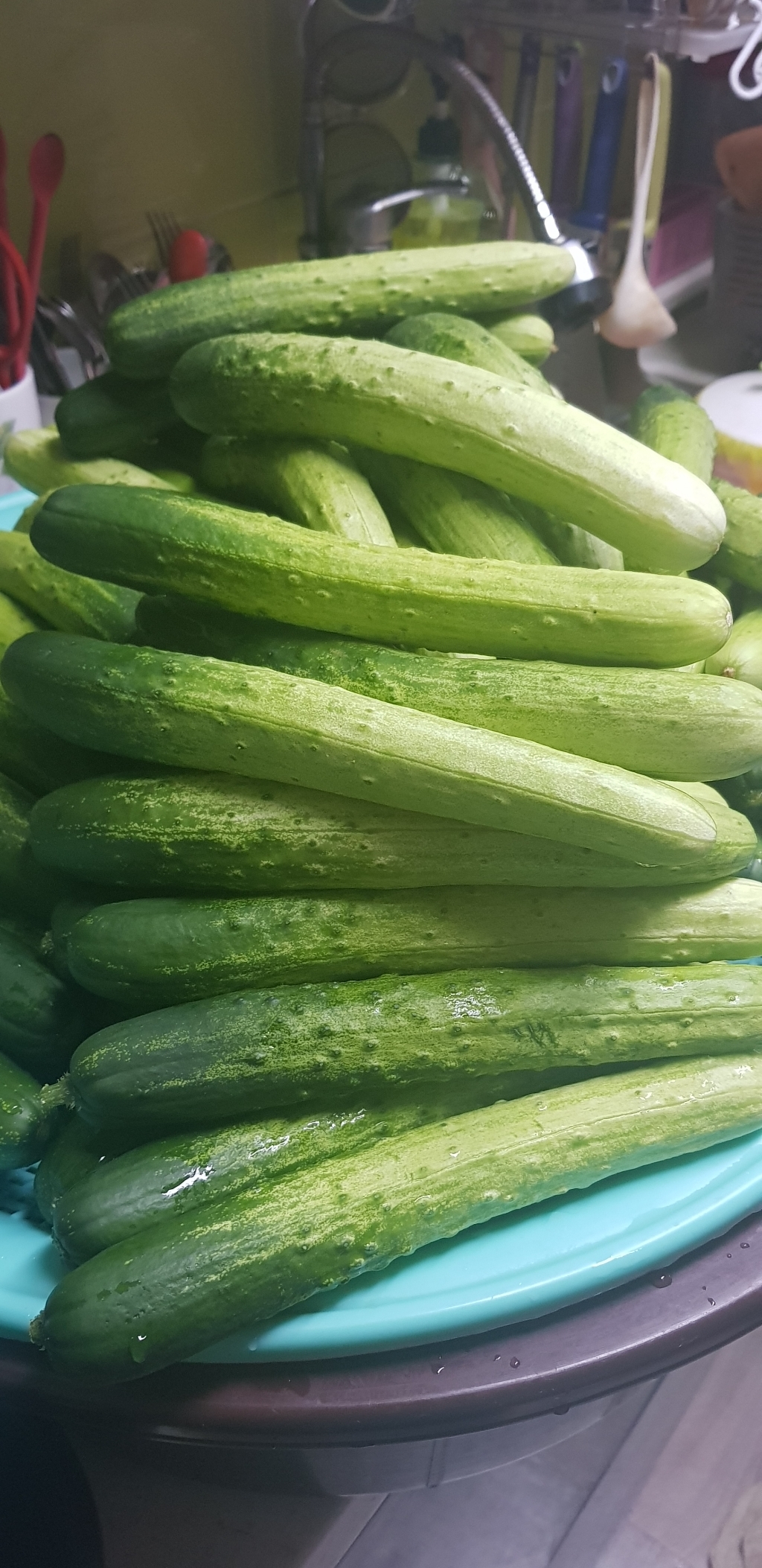 새벽들 신선한 백다다기 오이 백오이