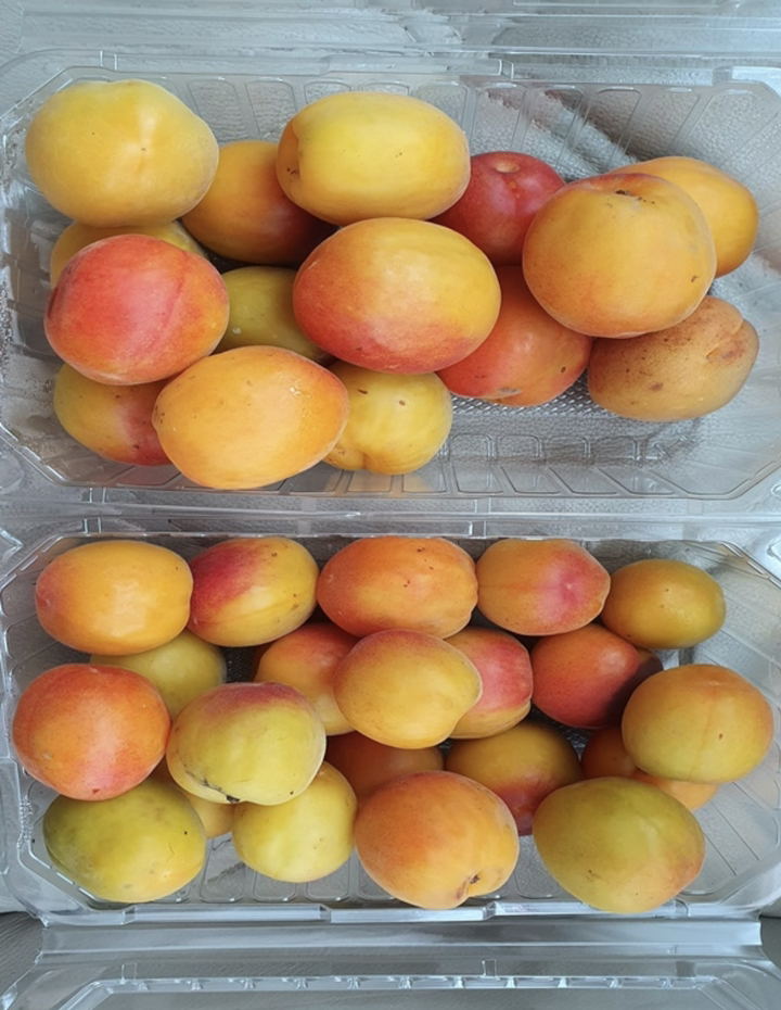 산지직송 스테비아급 고당도의 새콤달콤 플럼코트 리뷰 후기