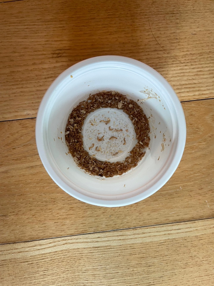 통통 극소밀웜 030