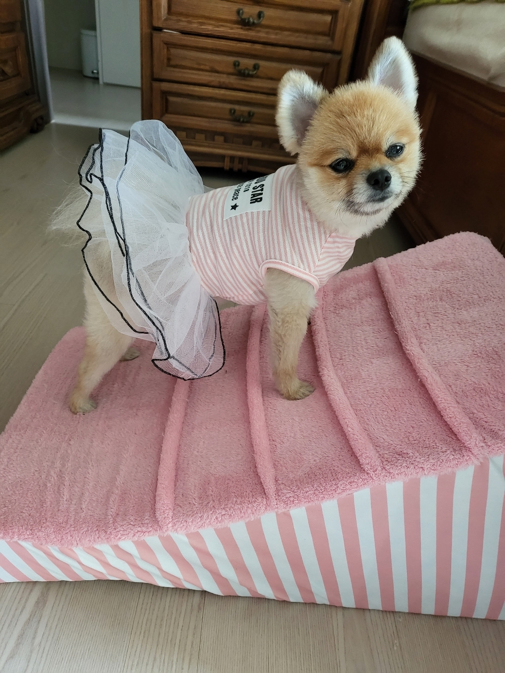 딩동펫 반려동물 캉캉 원피스