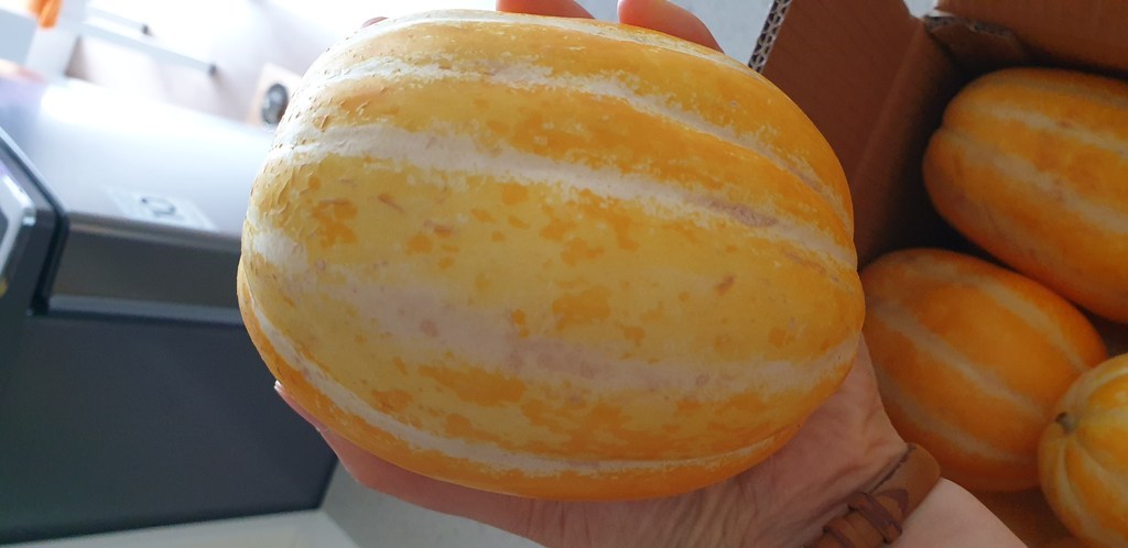 [당일수확] 농장직배송 가정용 성주 꿀 참외