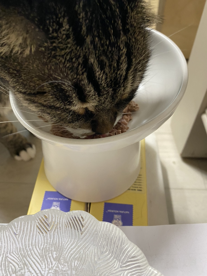 팬시피스트 청키 치킨 고양이 캔 리뷰후기