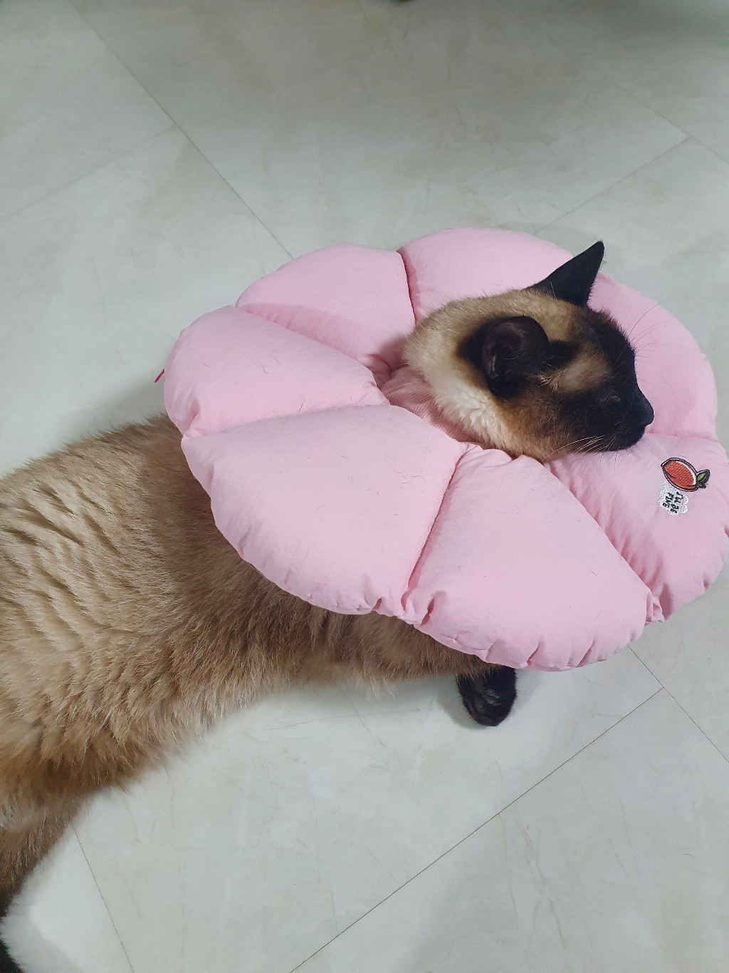 패리스독 반려동물 넥카라쿠션 깔대기 꿀잠카라 핑크