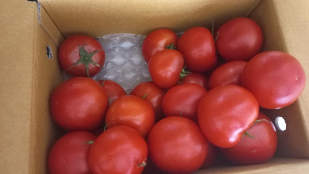 여주 토마토각 나무에서 익힌 빨간 완숙 토마토 정품 못난이 2 리뷰 후기