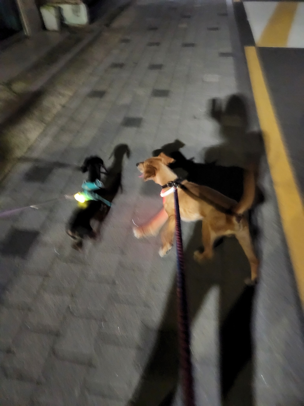 멍장군 강아지 ED 야광 목걸이