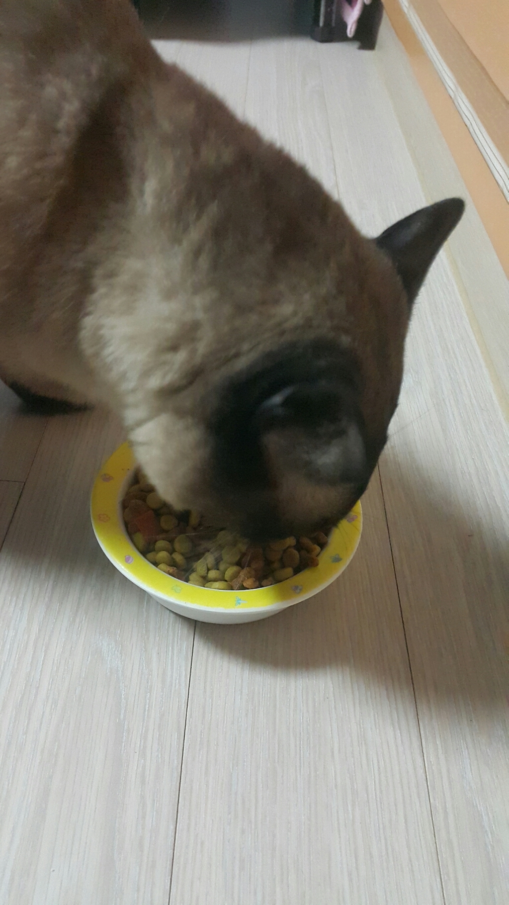 위스카스 포켓 헤어볼 컨트 고양이 건식 사료 리뷰 후기