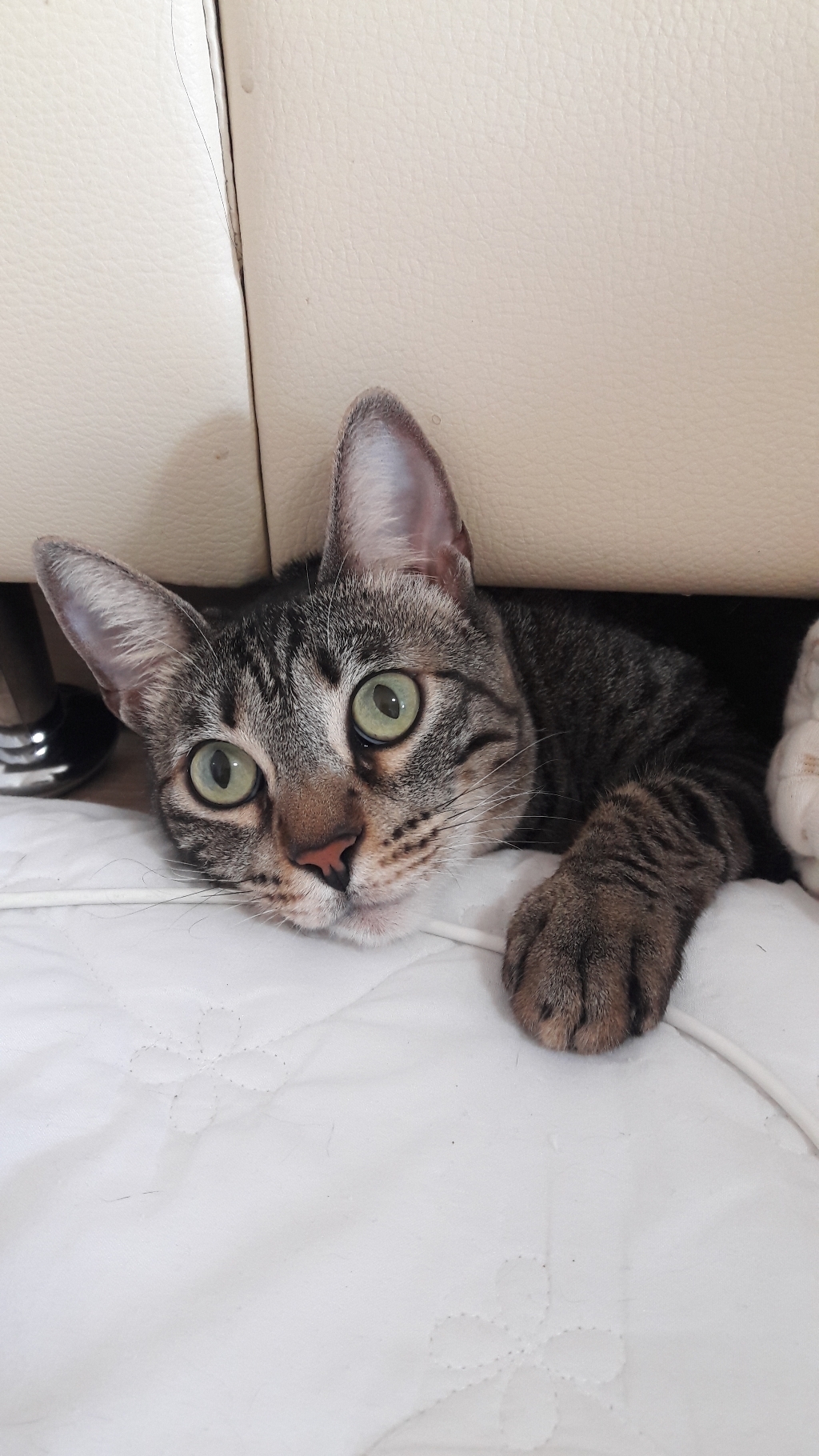 이나바 고양이 챠오츄르 간식