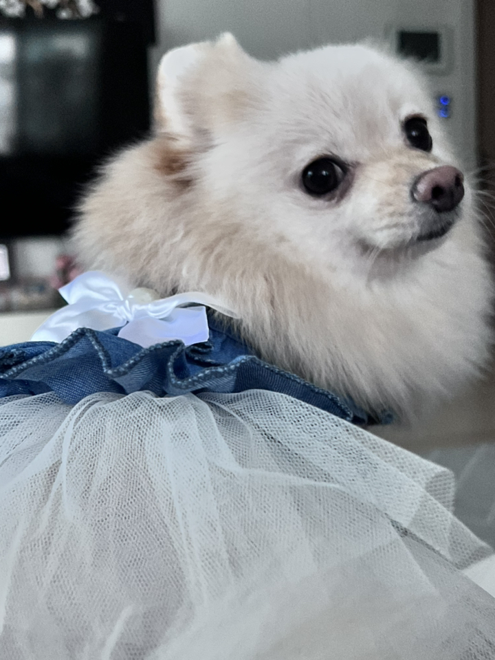 제제펫 러블리 리본 프릴 애견의류 리뷰후기