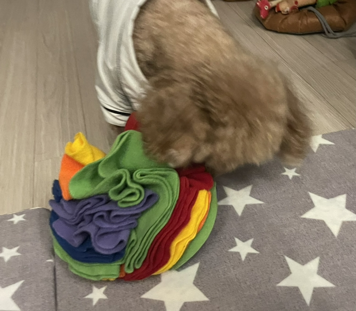 베스펫 강아지 후각놀이 노즈워크 볼 리뷰 후기