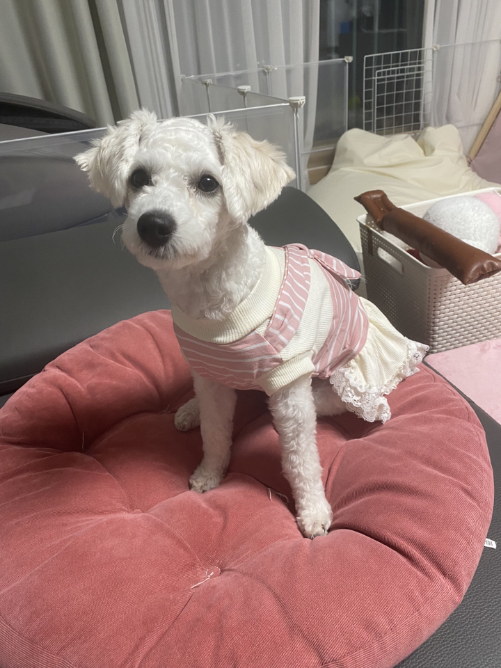 도그월드 강아지 고양이옷 가을 면 넥타이 커플룩 원피스 티셔츠