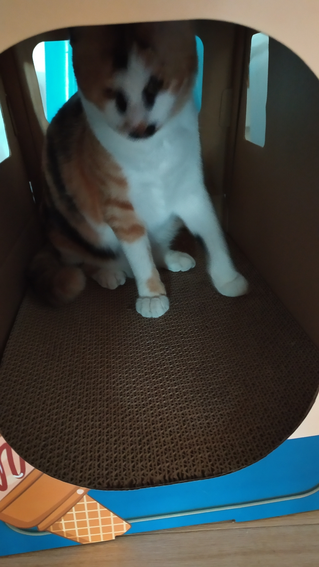 고양이 아이스크림 캠핑카 스크래쳐