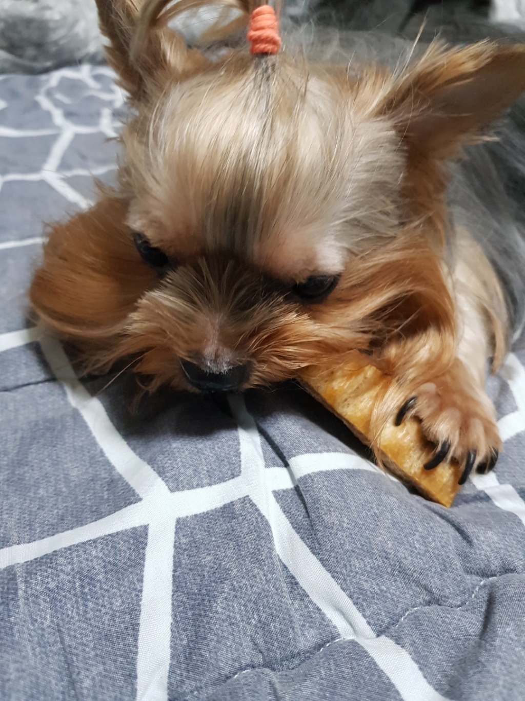 피피픽 덴탈브레드 강아지 덴탈껌