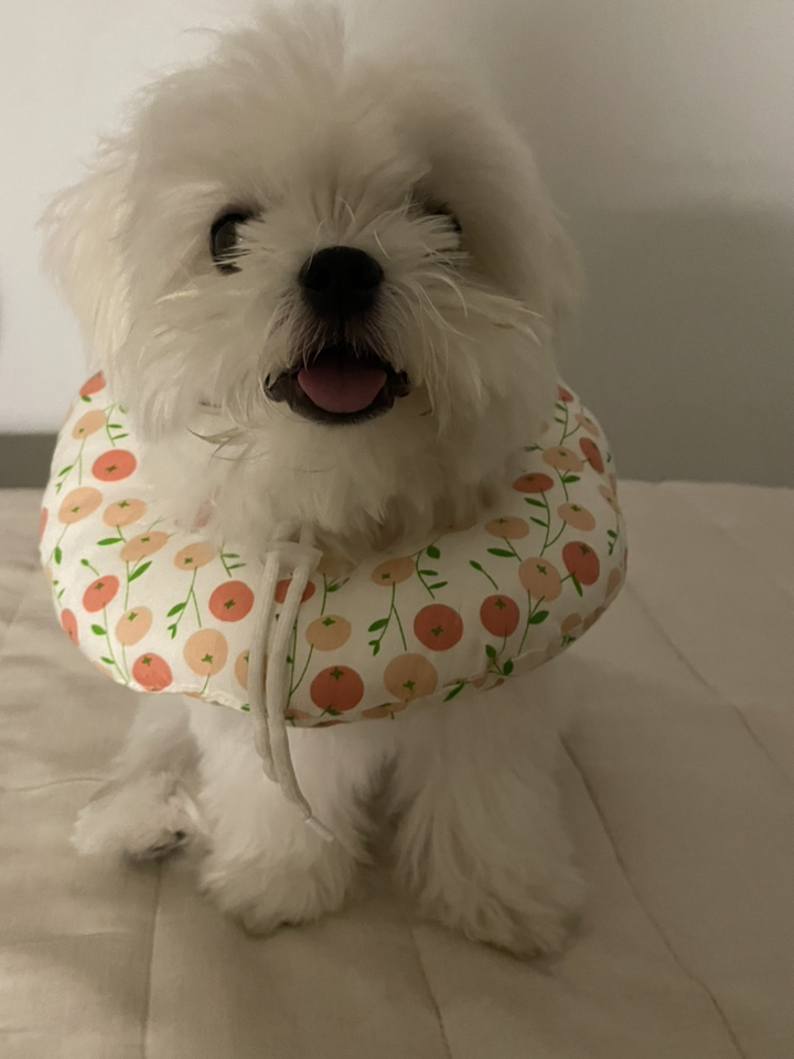 딩동펫 반려동물 동글이 넥카라 리뷰 후기