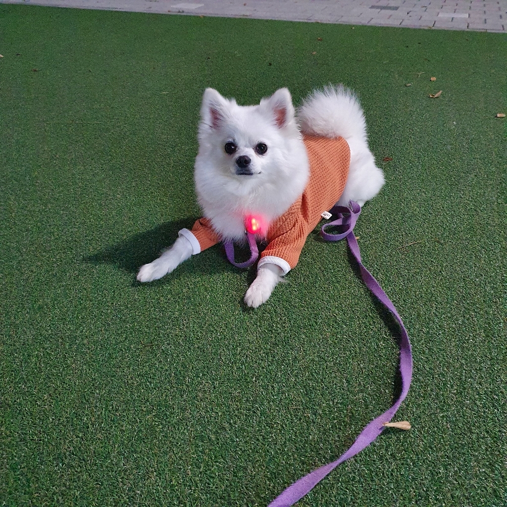 쁘띠도그 강아지 허쉬 가디건 DK025