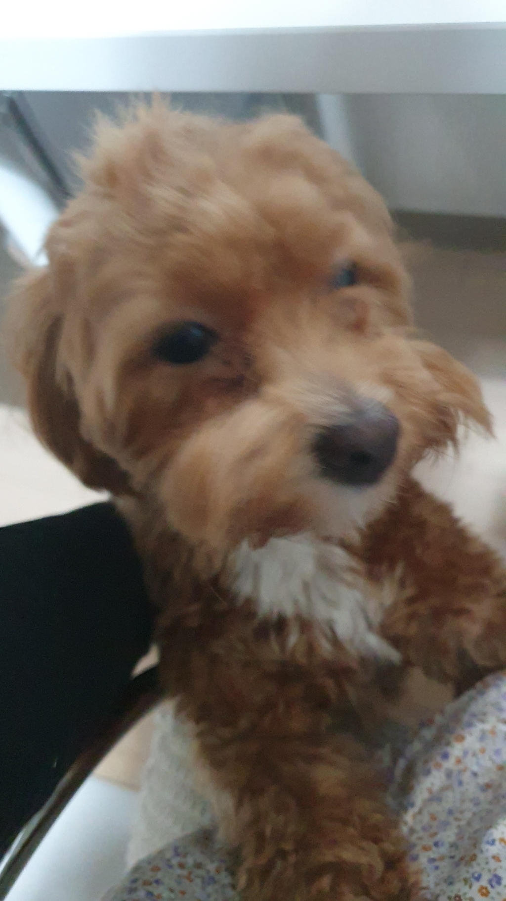 아미오 전연령 자연담은 식단 강아지 건식사료