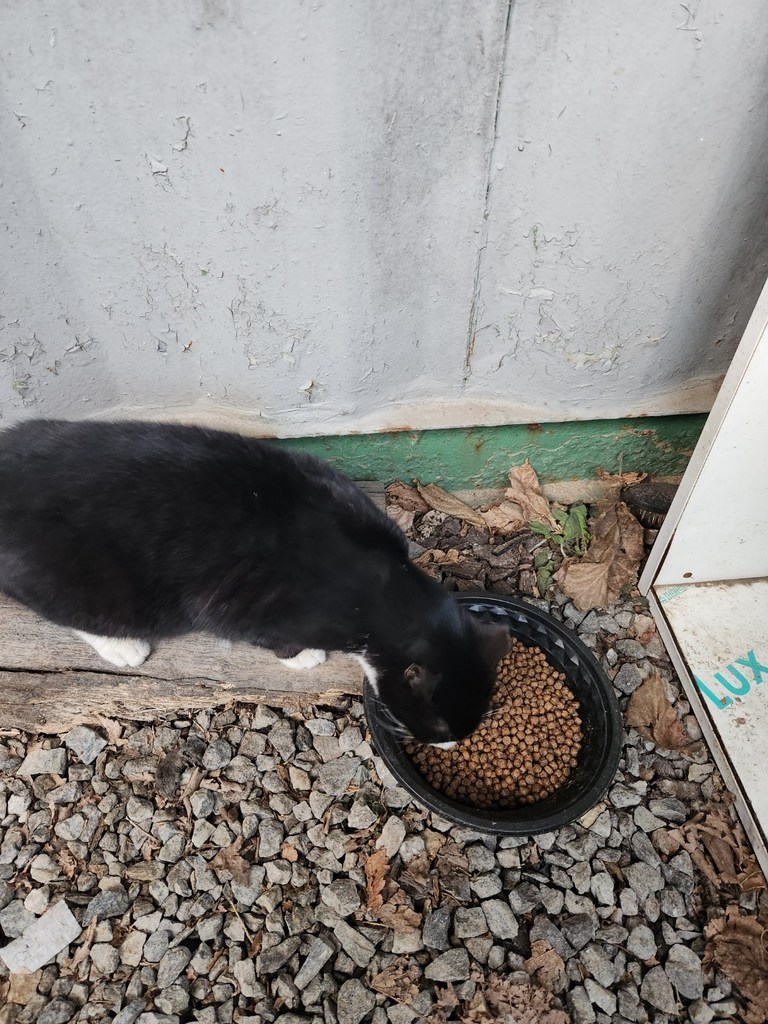펫컴 전연령 퍼피딜리셔스 건식사료