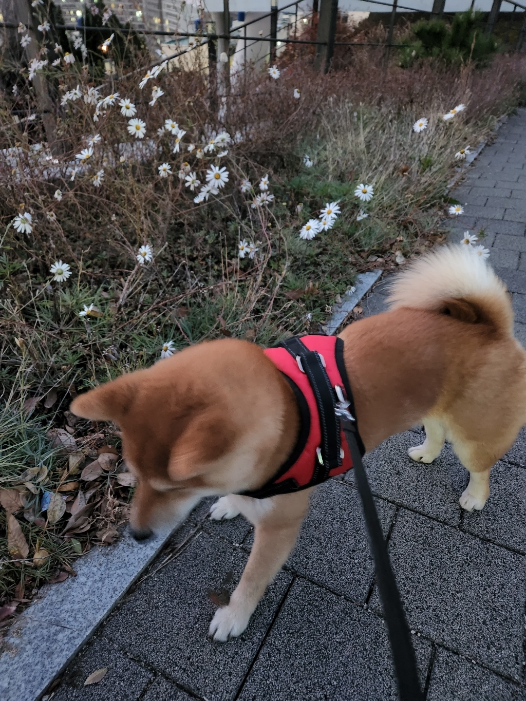 로마팸 애견 소형견 중형견 대형견 앞섬방지 H형 목줄 가슴줄 리드줄 하네스