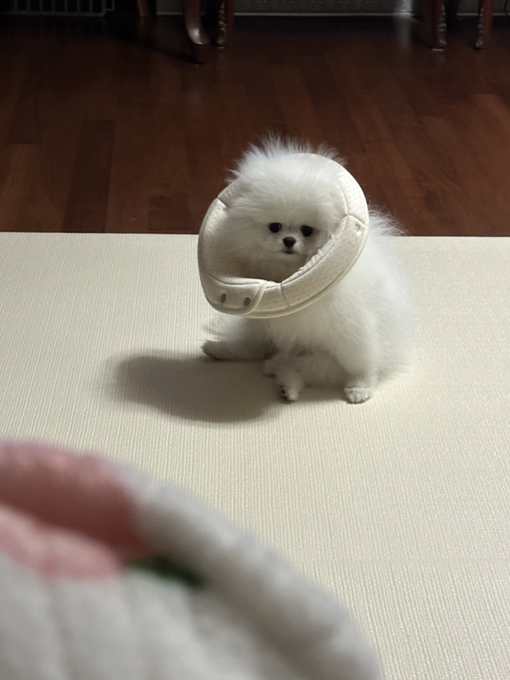 자연생각 개놀자 펜타곤 넥카라 도트