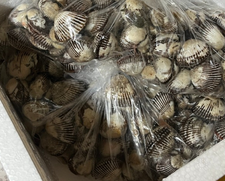 [산지직송] 남해안 벌교 살이 꽉찬 제철 새꼬막 상사이즈 깨끗하고 싱싱한 생물 꼬막 손질꼬막무침
