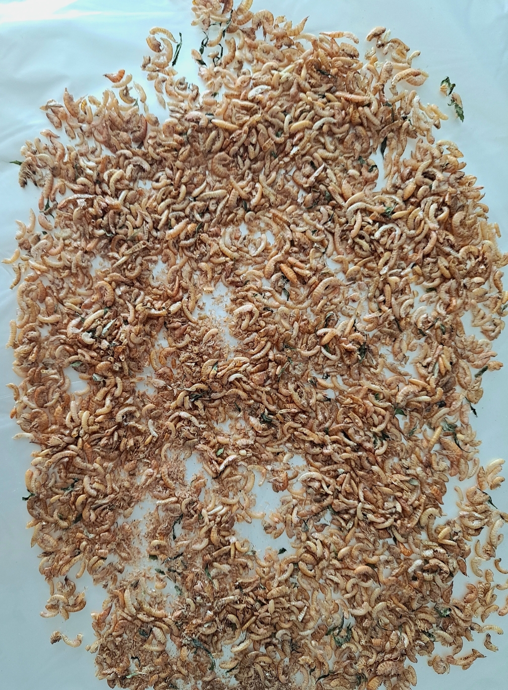 바이오 프로 감마루스 250ml / 20g, 1개