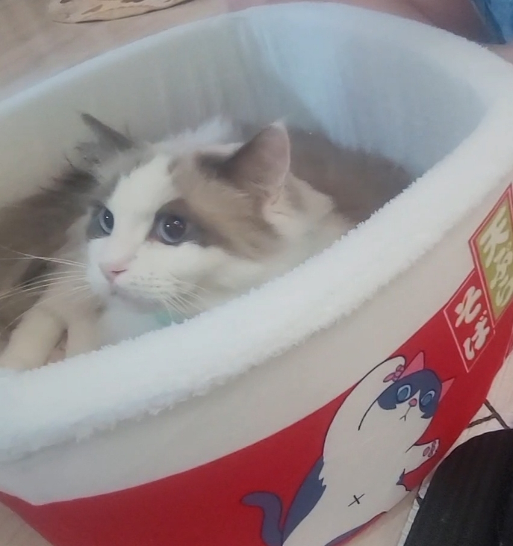 고양이 강아지 펫 하우스 펫방석 고양이 숨숨집 컵라면 모양 숨숨집 애착방석 애착쿠션, 대형 3kg~10kg이내