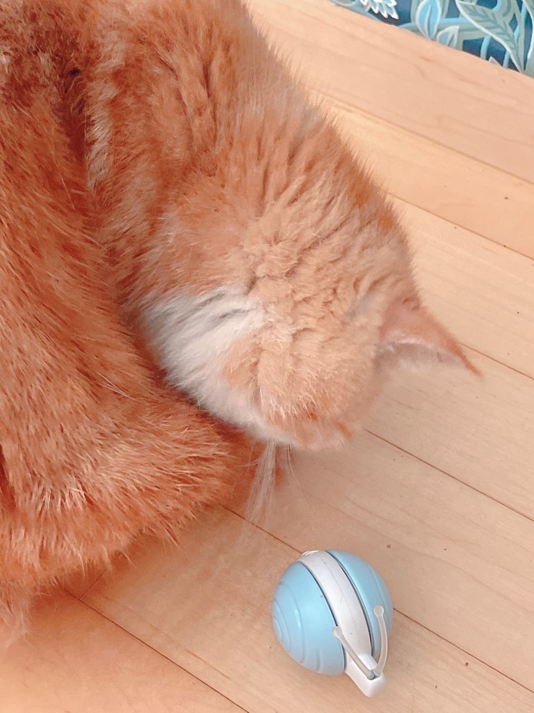 냥템점 고양이 자동 달팽이 장난감 위키드 스네일, 화이트-블루, 1개