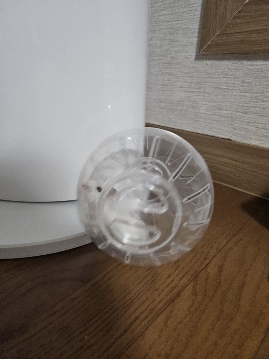 딩동펫 햄스터 헬스 런닝볼, 투명, 1개