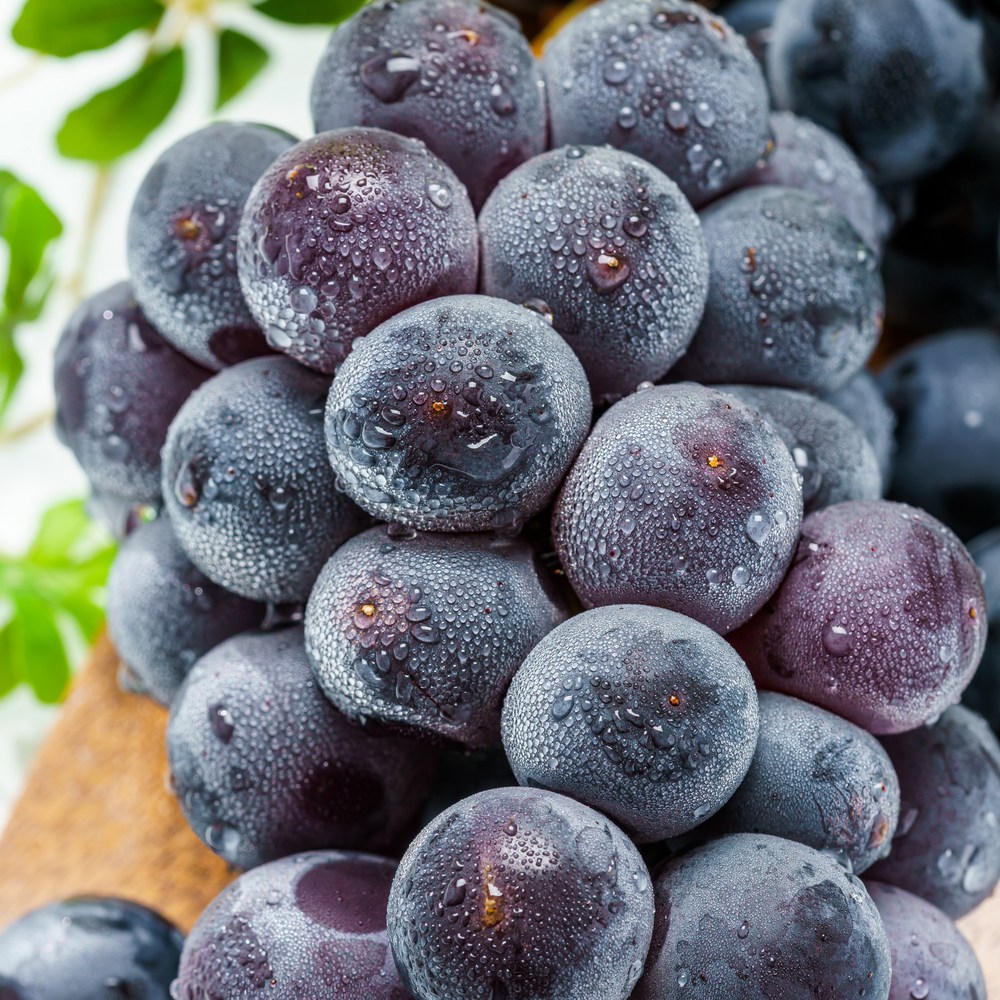 가을의 달콤한 유혹, 프리미엄 20brix 고당도 캠벨 포도