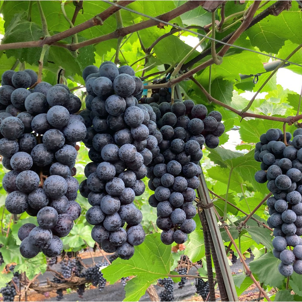 햇살 머금은 영천 머루포도 MBA, 풍요로운 가을의 맛을 선물하세요.