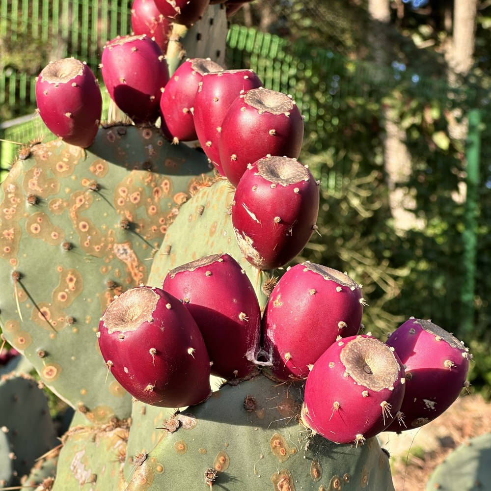 남해 청정 백년초 열매, 건강을 담은 자연의 선물