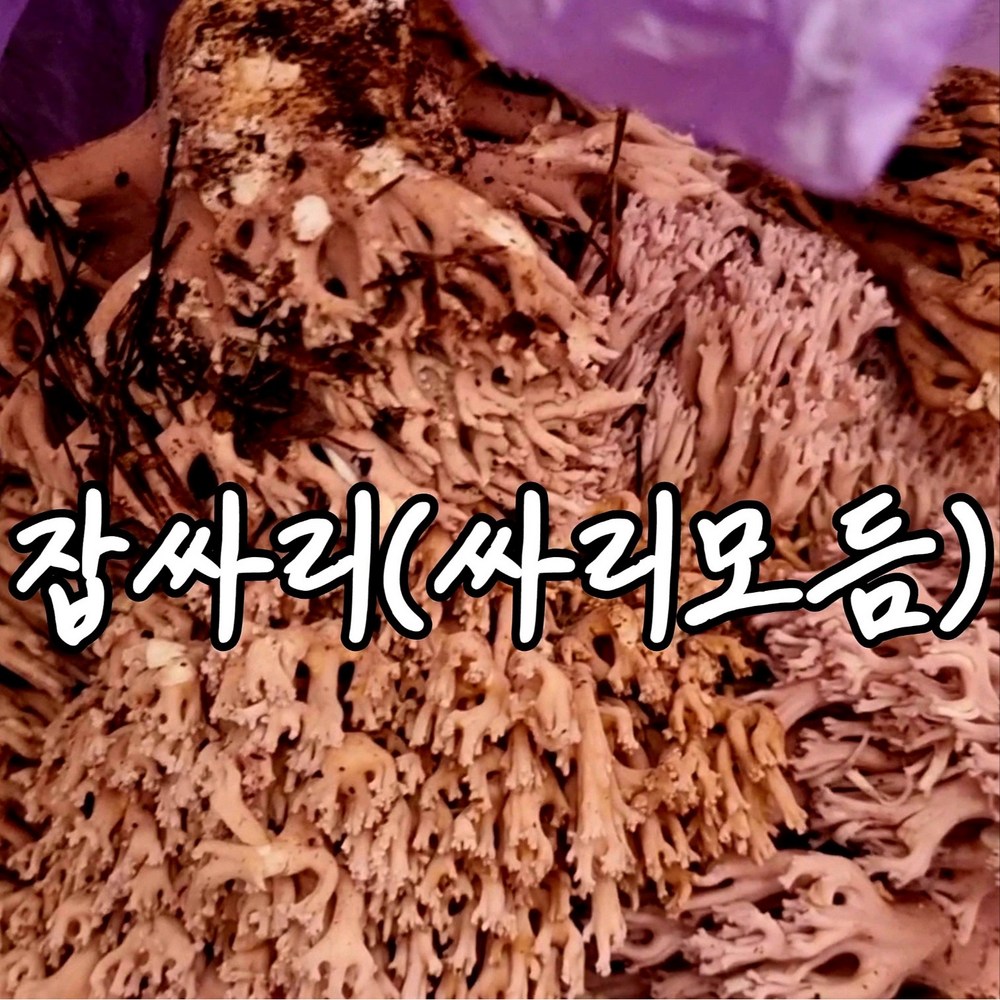 자연산 싸리버섯, 쫄깃한 식감과 풍부한 맛의 향연