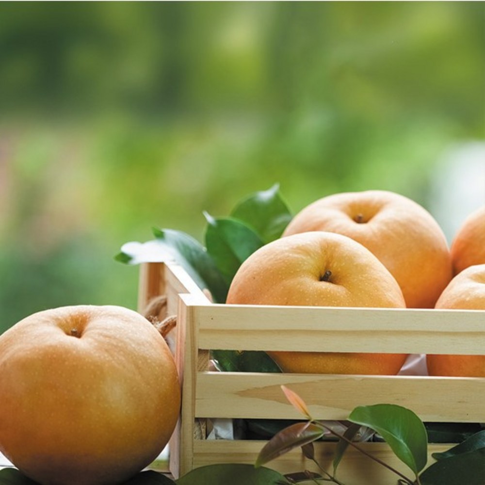 풍요로운 추석, 건강과 품격을 담은 친환경 나주배 선물세트