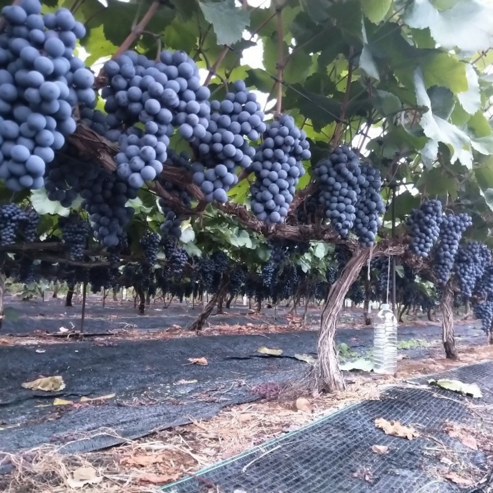 햇살 머금은 영천 머루포도 MBA, 풍요로운 가을의 맛을 선물하세요.