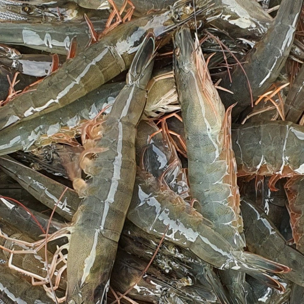 제철 흰다리새우, 지금 바로 맛보세요!