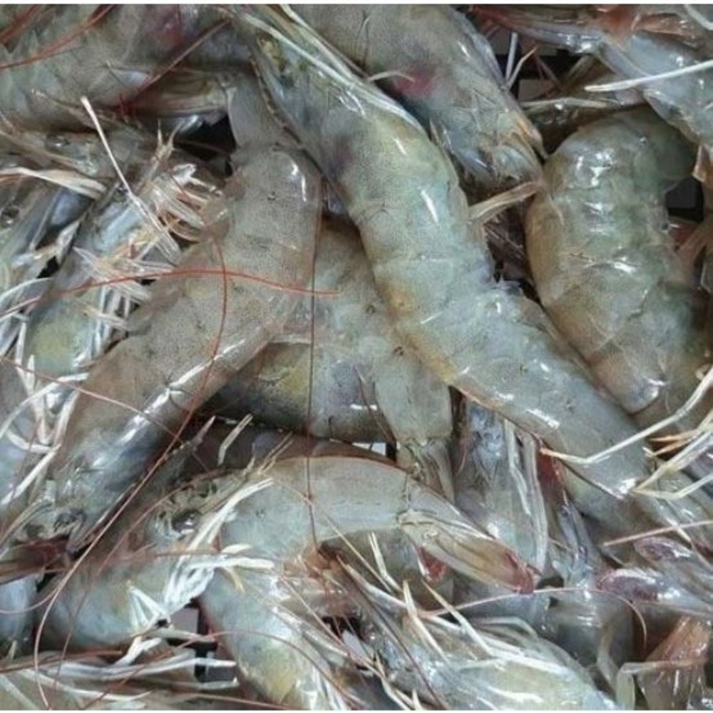 싱싱한 신안 활새우, 지금 바로 특별 할인가로 만나보세요!