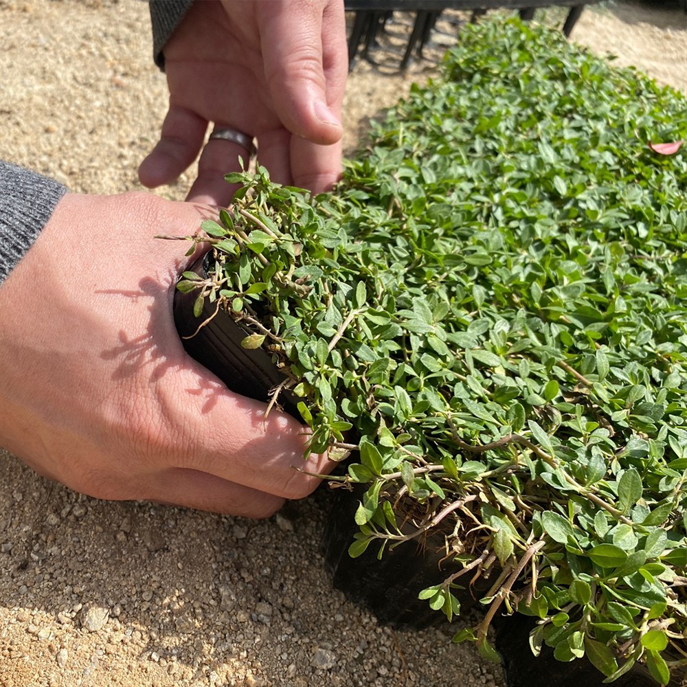 생명력 넘치는 쿠라피아 꽃잔디로 가득한 정원