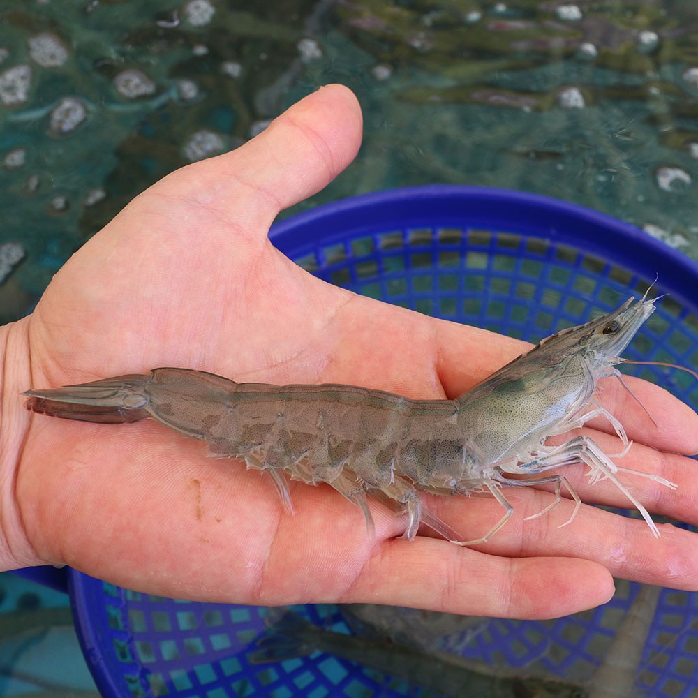 신안 팔금 활 흰다리새우: 2kg 풍성함으로 즐기는 바다의 특별한 맛!