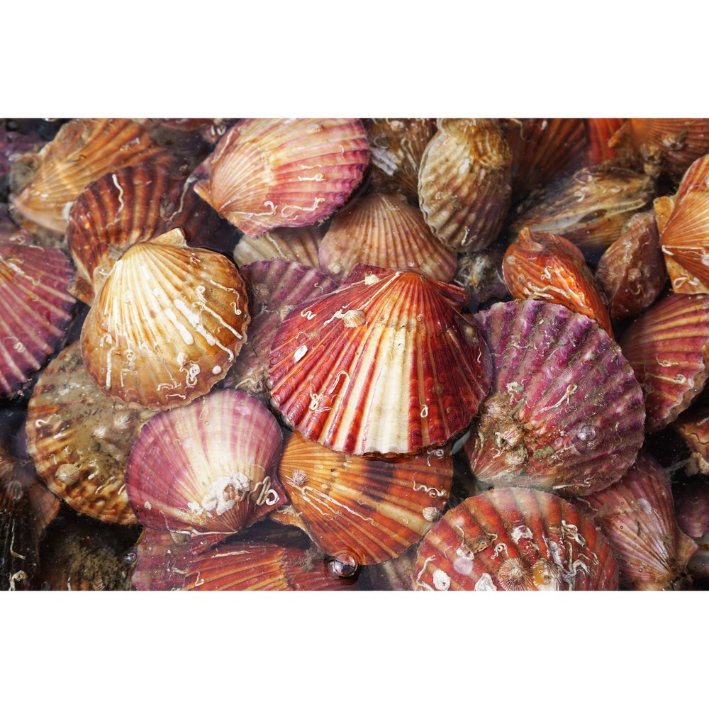 바다별수산 통영 홍가리비, 신선함과 풍부한 맛의 만남!