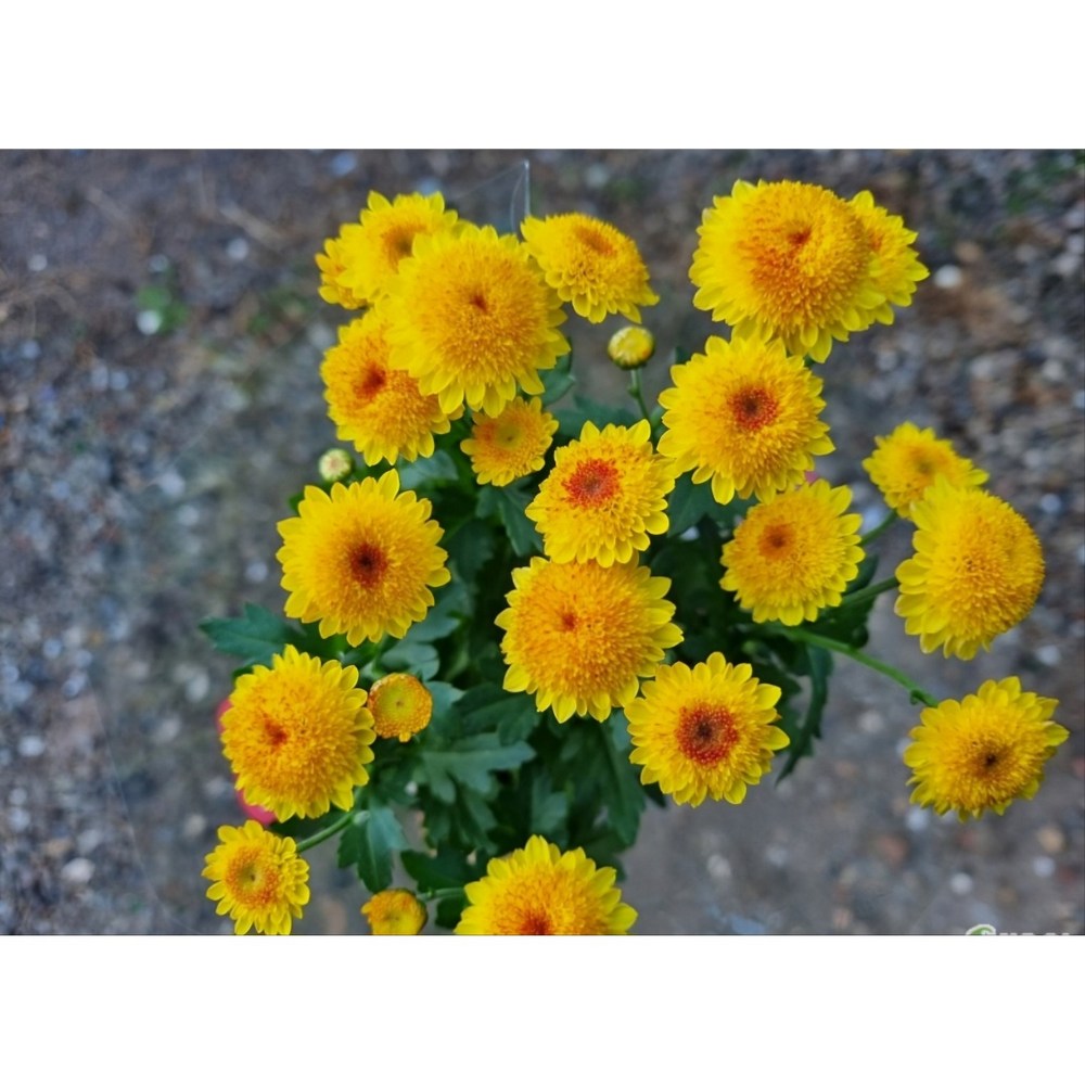 떡잎상가의 봄, 노랑소국으로 집안에 봄을 들이세요!