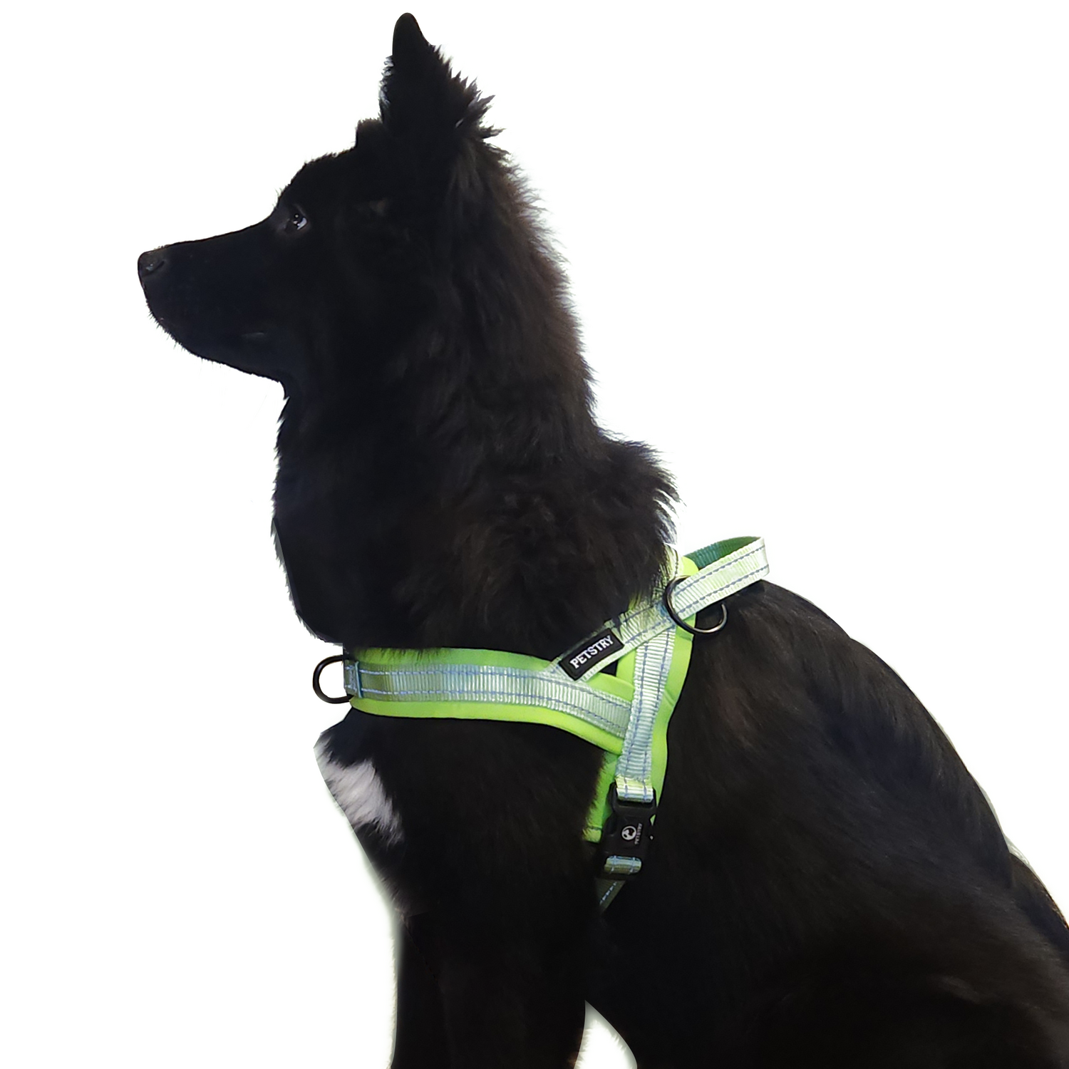 펫스츄리 강아지 에어쿠션 이지워크 하네스 소개 대형견하네스