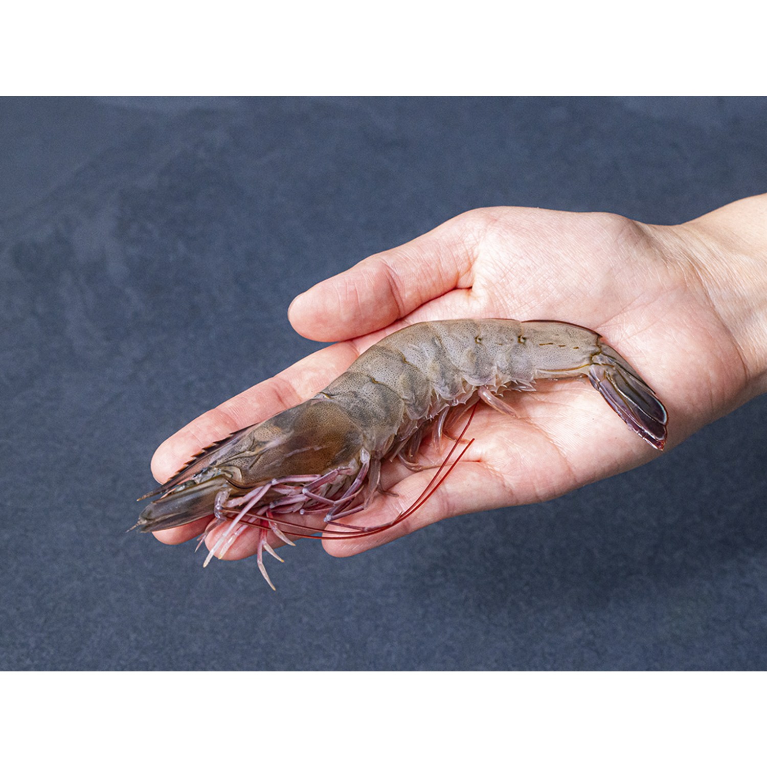 어부심 생물 새우, 신선함이 가득한 바다의 선물!