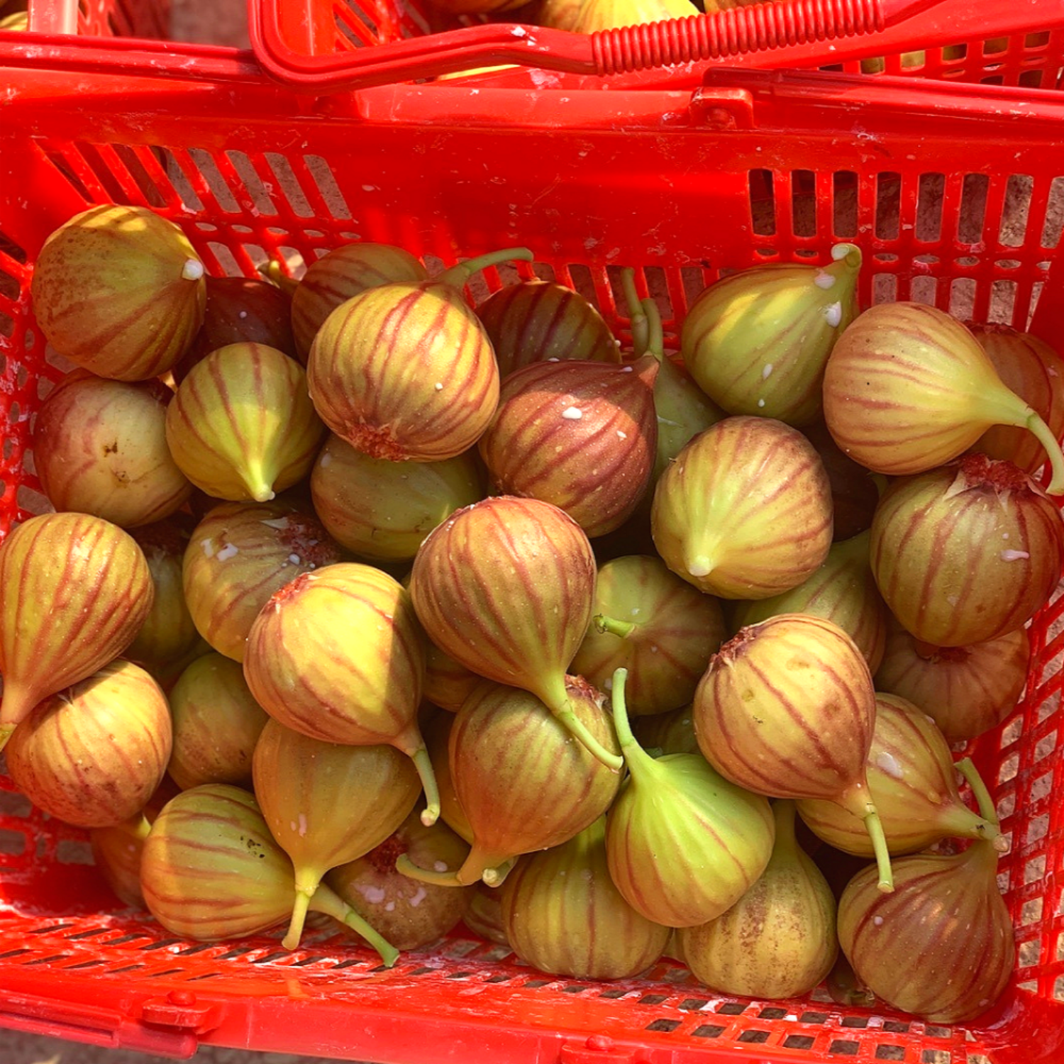 입안 가득 퍼지는 달콤함, GAP 유기농 무화과의 유혹