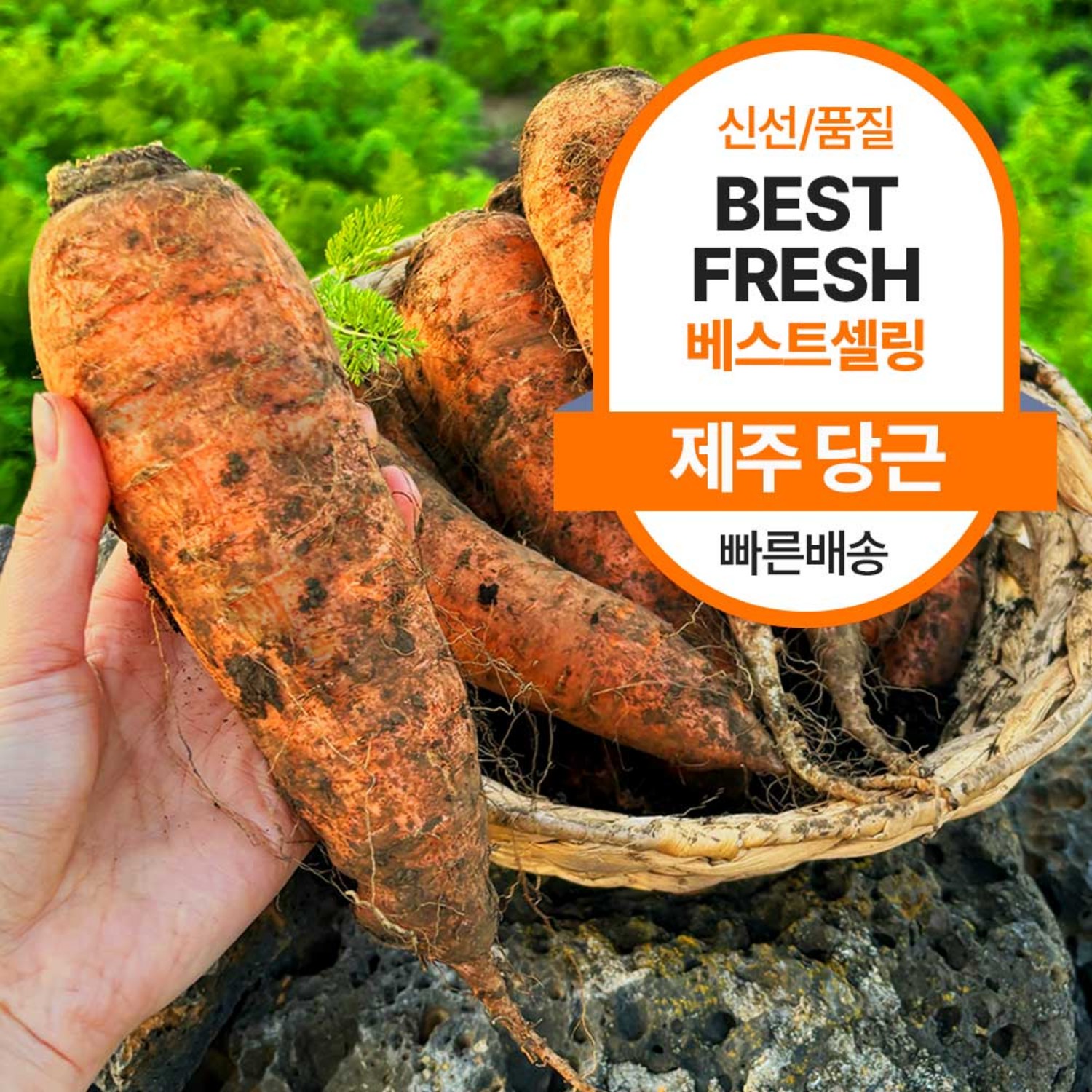 [근기네] 제주 구좌 당근 못난이 당근 흙당근