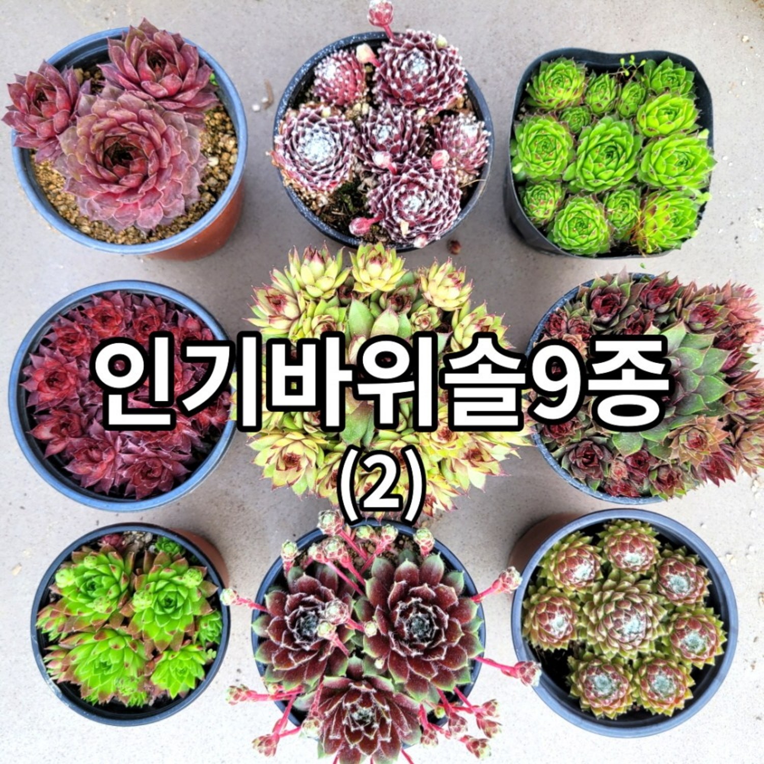바위솔 9종 세트 + 사은품 1개 / 방수 라벨 이름표 포함 / 분채 배송 가능 / 월동 다육 식물 다육이종류