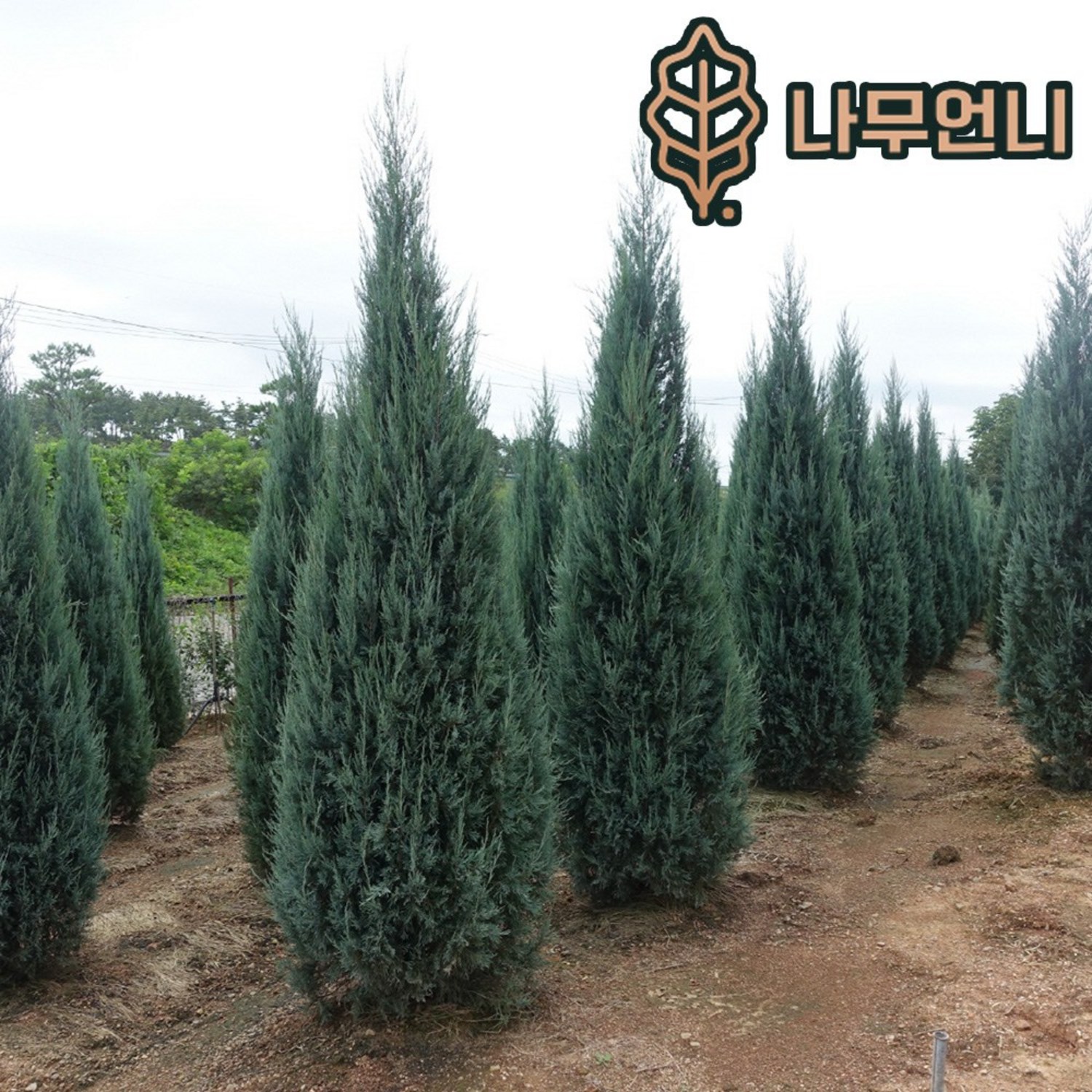 자연의 아름다움과 건강의 원천: 블루엔젤 2년생 포트 소개