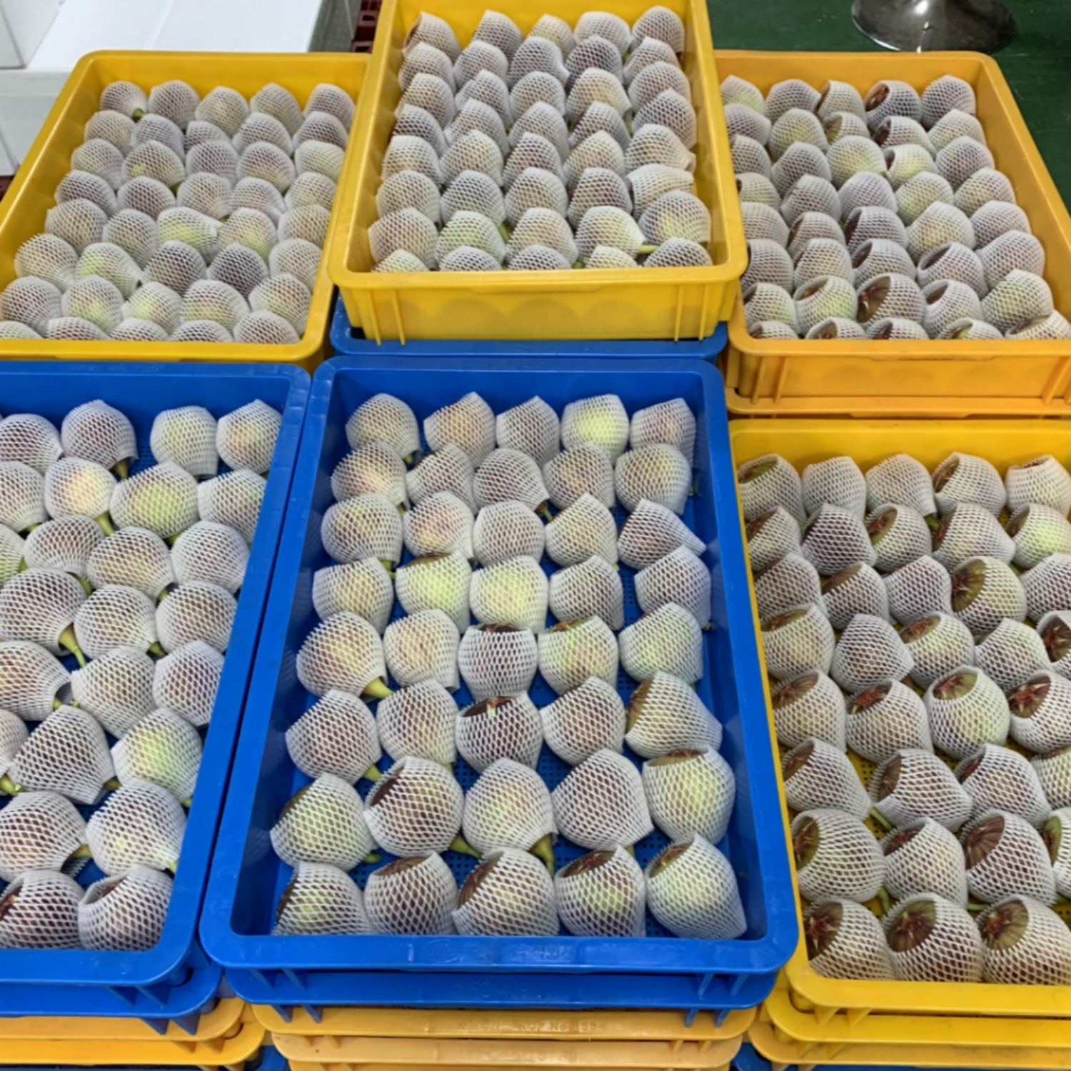 입안 가득 퍼지는 달콤함, GAP 유기농 무화과의 유혹